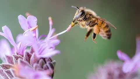 Class 7 BIOLOGY - CHAPTER 1