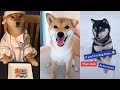 Hilarious Shiba Inu Compilation 🤣 Cute and Funny TikTok Dogs