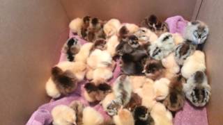 Buff orpington and easter egger chicks.