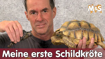 Welche Schildkröte kann man in der Wohnung halten?