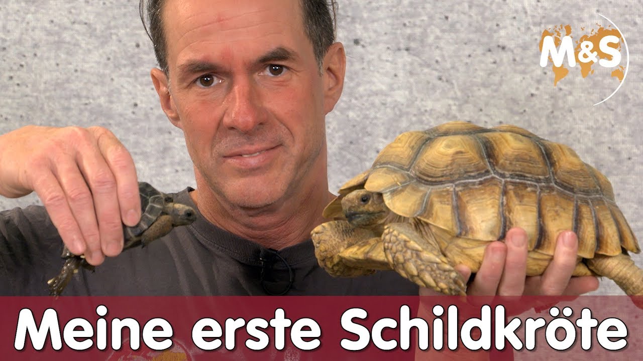 Invasion der Flussschildkröten: Tausende Baby-Schildkröten geschlüpft | Amazonas