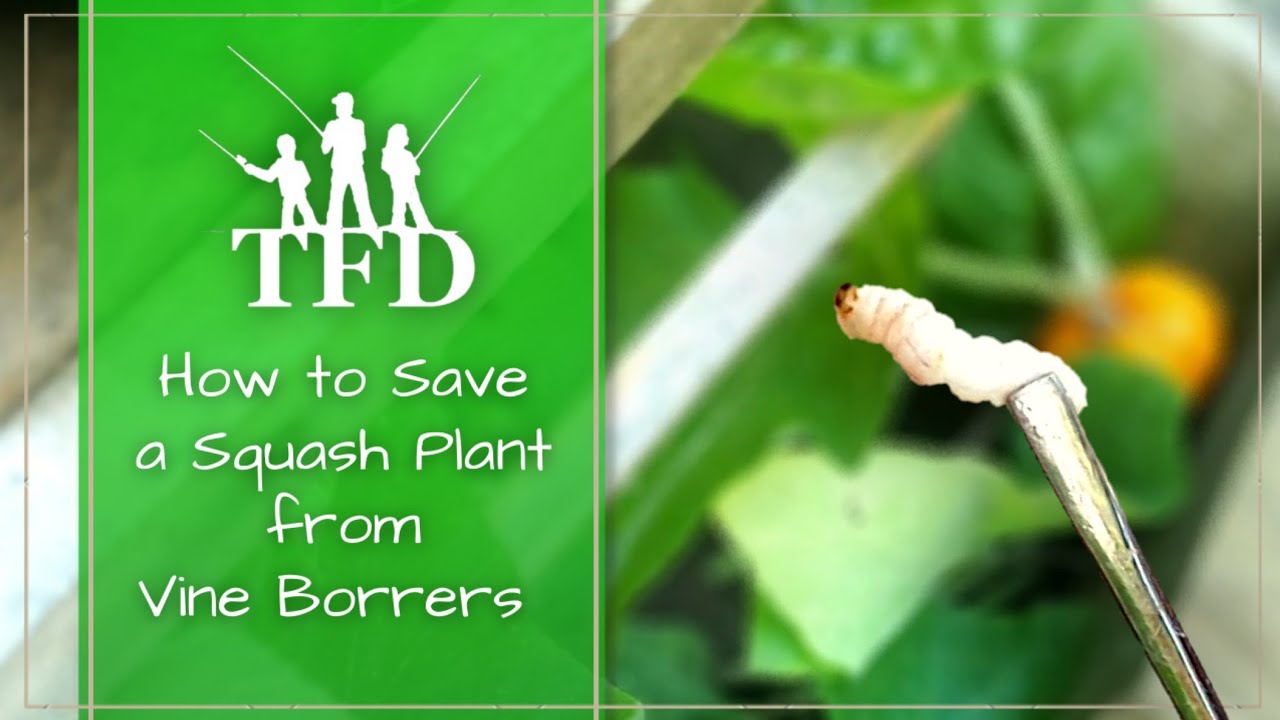 How to Save Squash Plants from Vine Borers YouTube