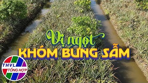 Nhịp sống đồng bằng: Vị ngọt khóm Bưng Sẫm