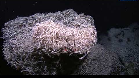 Loài tôm bất tử có thể sống ở nước 450 độ C Rimicaris hybisae