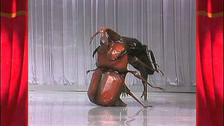 全日本仮装大賞 カブト対クワガタ Youtube