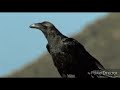 Anipop crow pop commercial