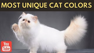 The Top 5 Most Unusual Cat Colors and Patterns You'll Want to See | Cats Facts