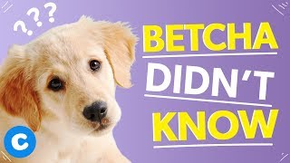 10 Interesting Facts About Puppies | Chewy 10 Interesting Facts About Puppies | Chewy