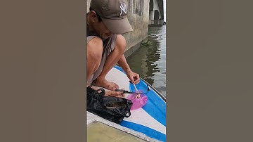 câu cá basa chân cầu cần thơ bằng ruột gà