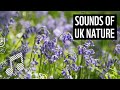 Sounds of uk nature  meditation series  music for focus  wwf