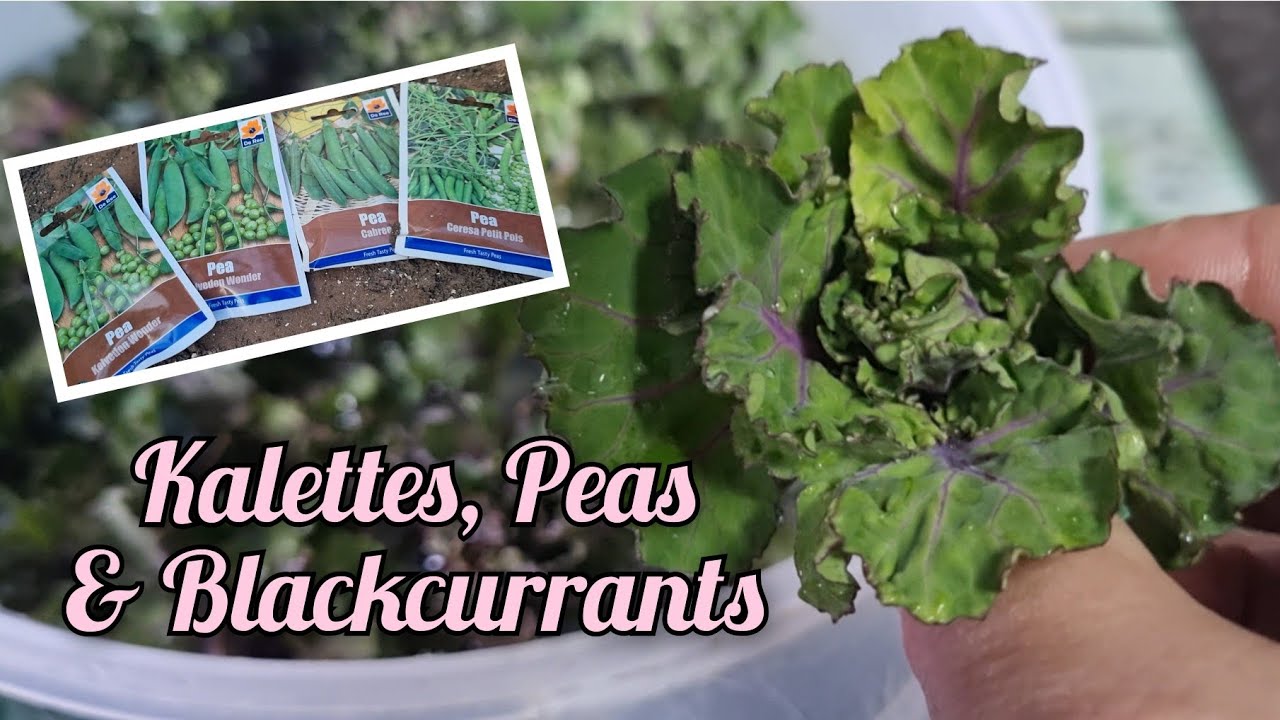Sowing Peas in Guttering & Cell Trays. Blackcurrant Bush & Kalettes.