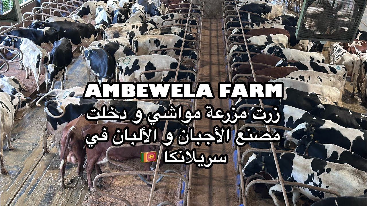  زرت مزرعة مواشي و مصنع ألبان و  أجبان في سريلانكا 🇱🇰 - AMBEWELA FARM 