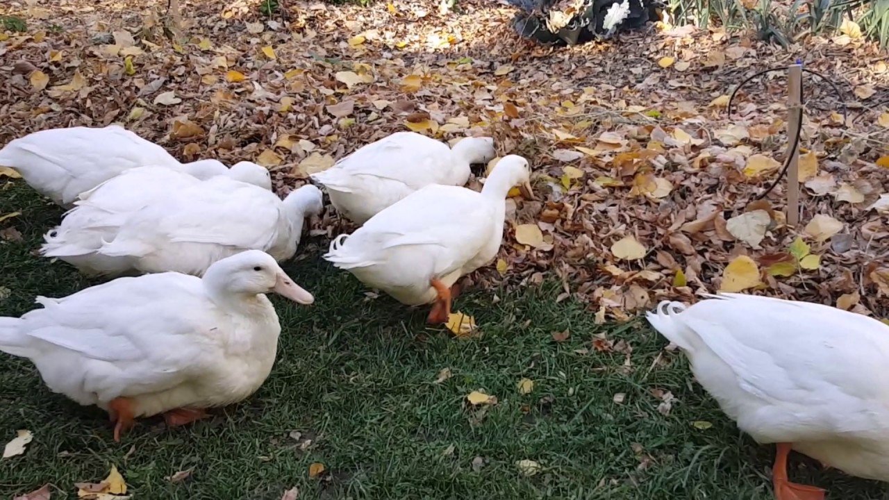 Duck helpers in the garden