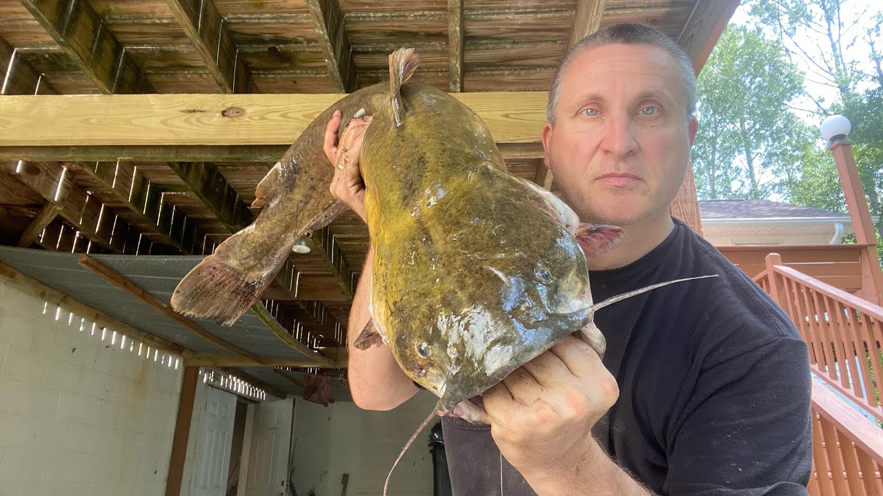 How to Identify Blue , Channel, and Flathead Catfish (Season 3 Episode