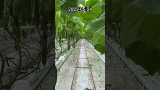 🌱 Protected Cultivation: Technology for Better Crop Production🌱