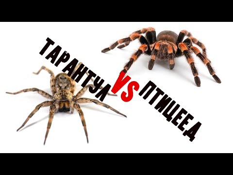 Как отличить тарантула от птицееда?