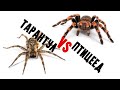 Как отличить тарантула от птицееда?