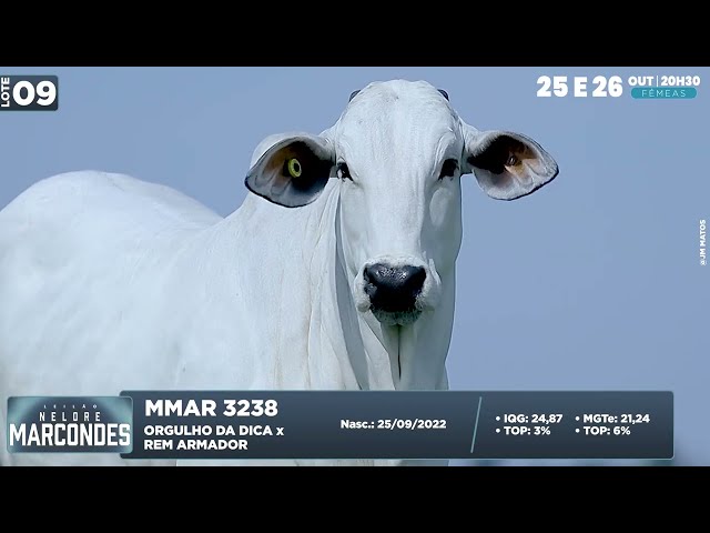 LOTE 09   MMAR 3238