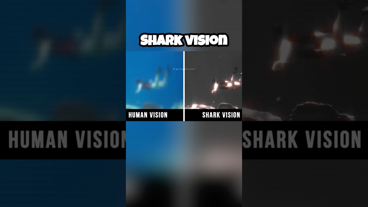 How different animals see the world 😲 