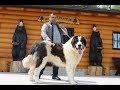 Câinii ciobănești de bucovina a lui Dan Costiug | Suceava - video 2019