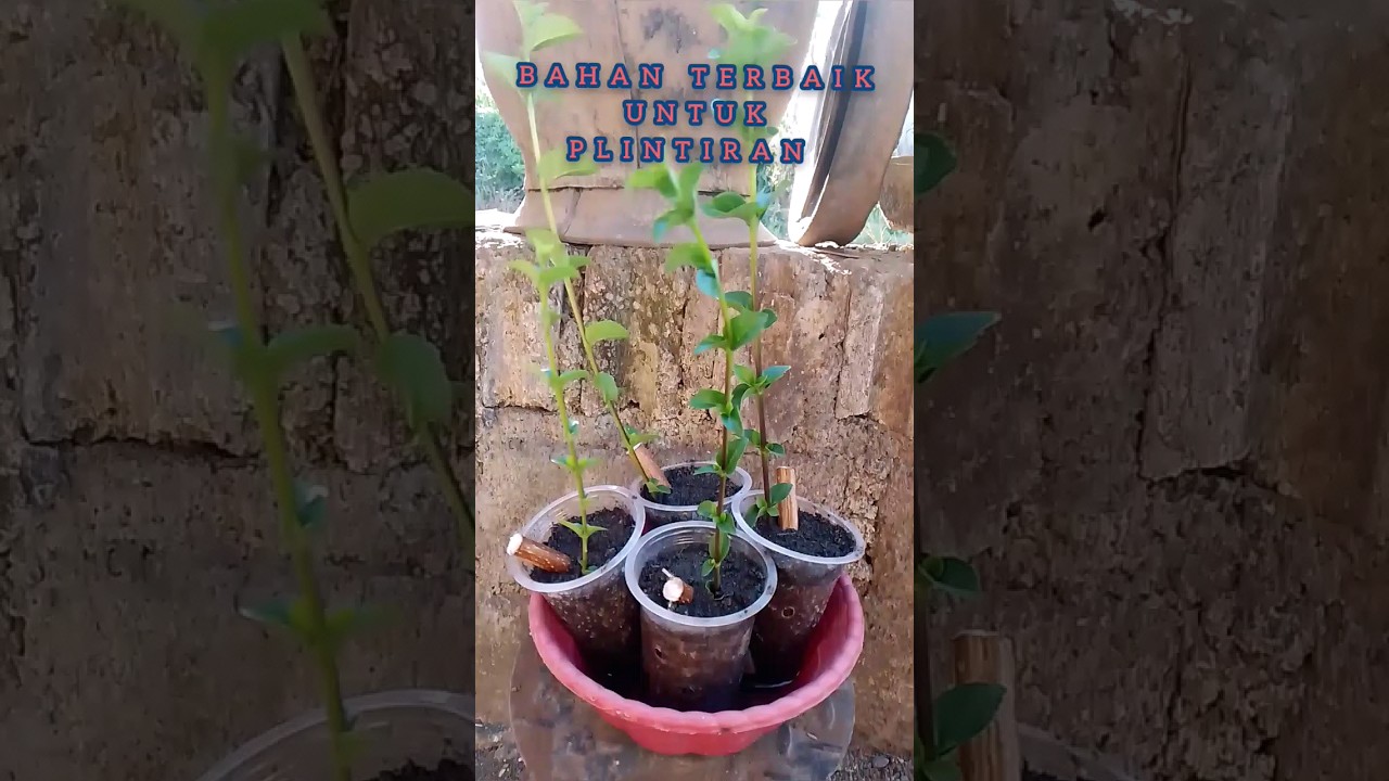 BAHAN TERBAIK UNTUK PLINTIRAN.