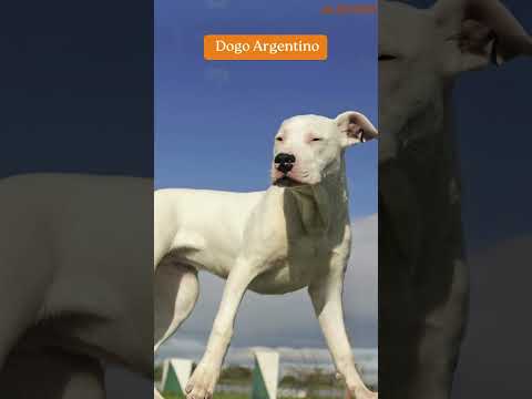 Which Dog Breeds Are Banned in India