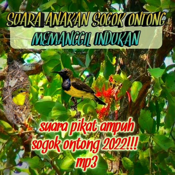 suara anakan sogok ontong memanggil indukan, pikat ampuh mp3. jangan lupa subscribe terimakasih.