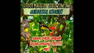 suara anakan sogok ontong memanggil indukan, pikat ampuh mp3. jangan lupa subscribe terimakasih.