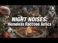 Sounds in the Night: Homeless Raccoon Antics
