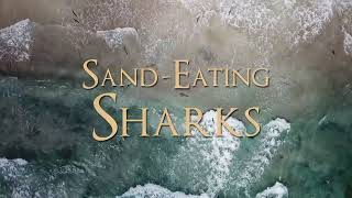 Nwave Sand-Eating Sharks Trailer