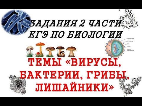 Вопрос: Какая часть гриба как называется (анатомия гриба)?