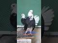 Qatar محمد الجبري Qatar محمد الجبري