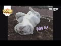 희귀종 화이트자이언트숏헤어 고양이에요 ㅣ Look At This Rare Species, White Giant Shorthair Cat