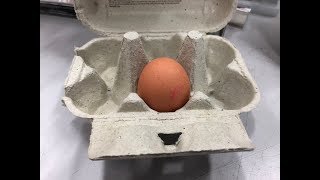 The Eggsperiment