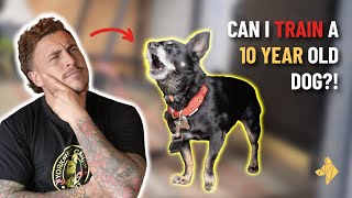 STOP barking at dogs FAST!