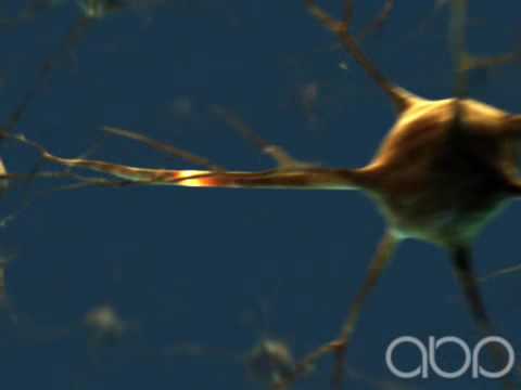 Video: Hiire Vomeronasaalse Neuroni Rakusisene Kloriidi Kontsentratsioon