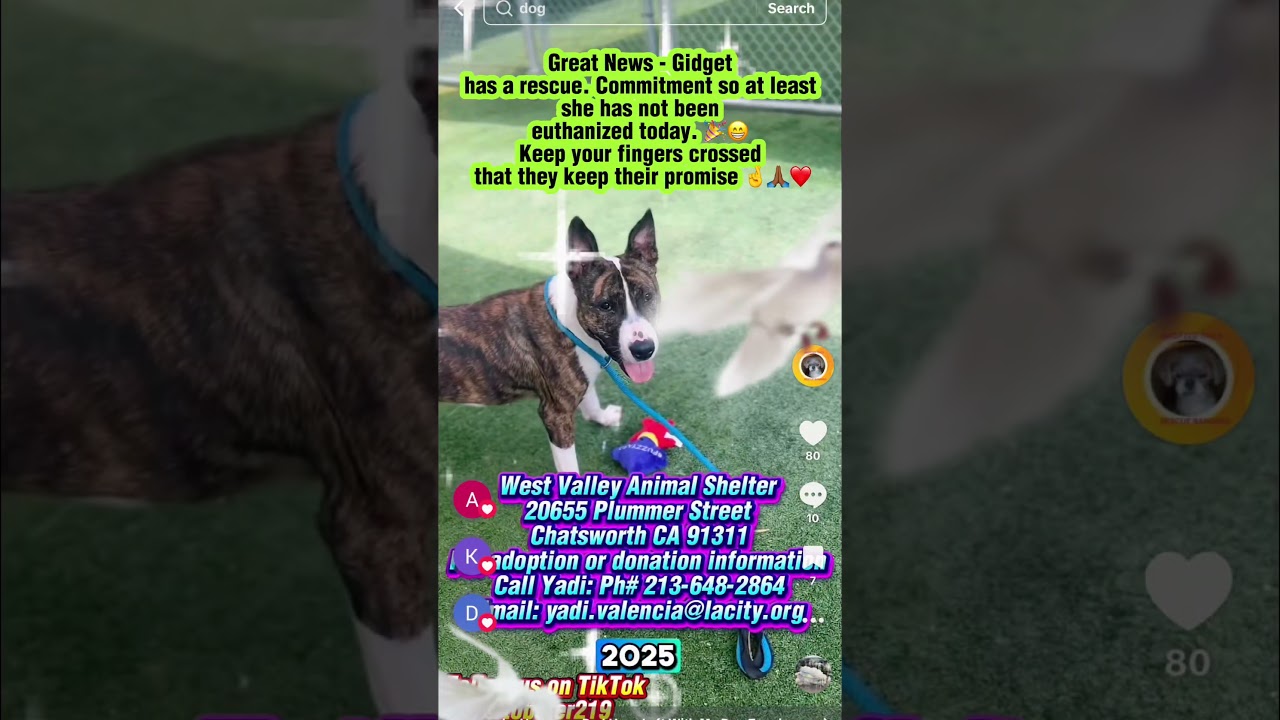 Shuki Lobo Rescued + Gidget’s Rescue Commitment — Shelter Miracle 🐾🎉