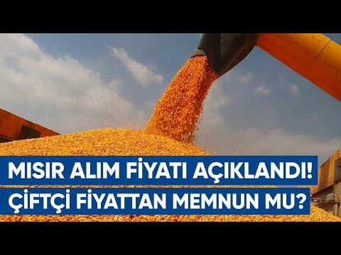 TMO Mısır Alım Fiyatları Açıklandı! Üretici Fiyattan Memnun Mu? | AGRO TV Haber