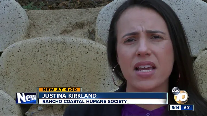 New law helps pets of domestic violence victims