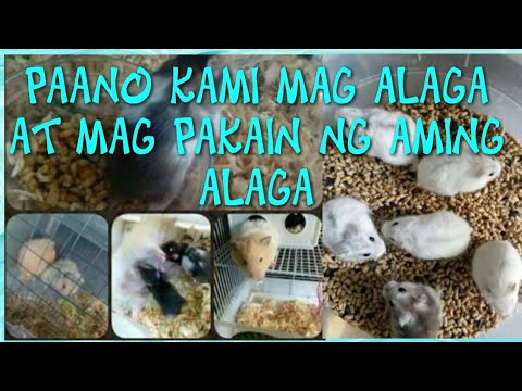 Video: Paano Pakainin Ang Isang Pastol