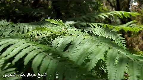 بَشِّرِ الْمُنَافِقِينَ بِأَنَّ لَهُمْ عَذَابًا أَلِيمًا)تلاوة نادره بديعة للشيخ ‫#عبدالرحمن_السديس‬