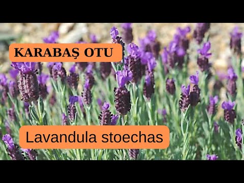 Video: Apakah lebah menyukai stoechas lavender?