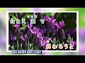 A08 -78  花燃え 音羽しのぶ