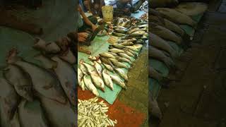 Live Indian Fish Market | Indian Fish Cutting Market | fish selling | fish buying