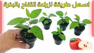 زراعة التفاح بالبذرة من ثمرة تفاح باسهل طريقة 🍎