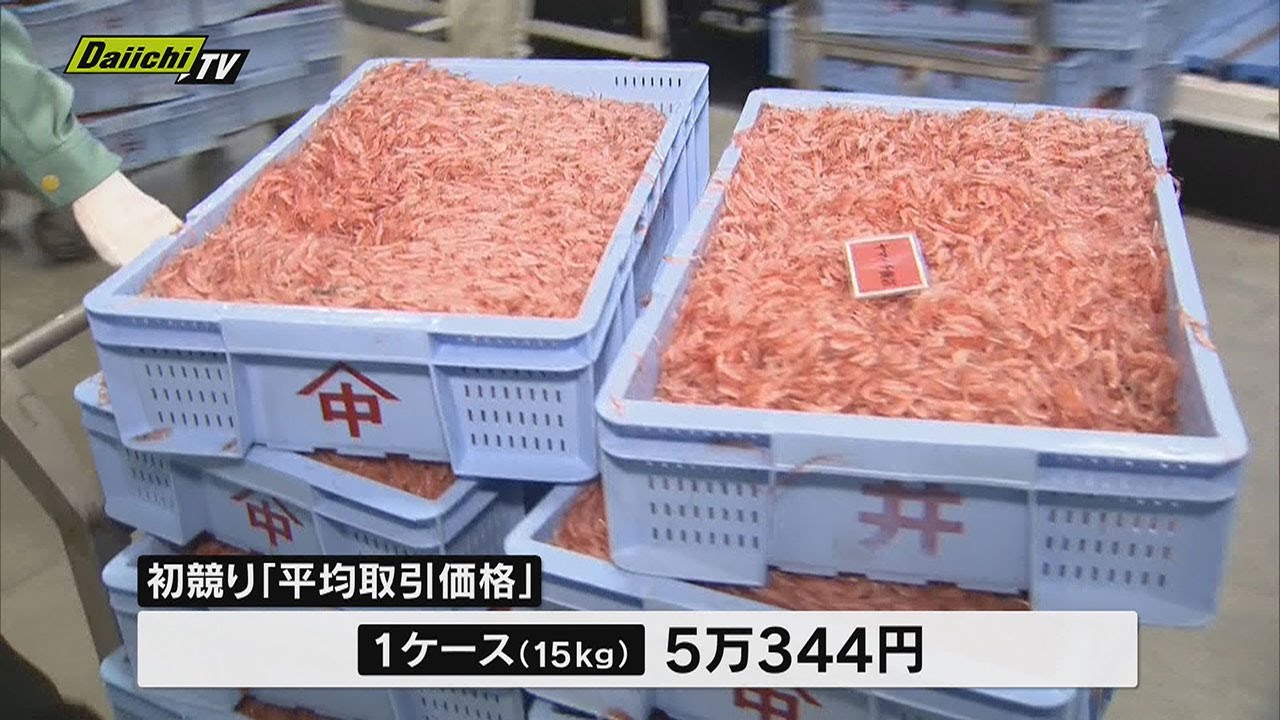 駿河湾特産「サクラエビ春漁」スタート！初競り平均取引価格1ケース