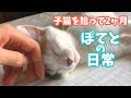 子猫を拾って2ヶ月・ぽてとの日常