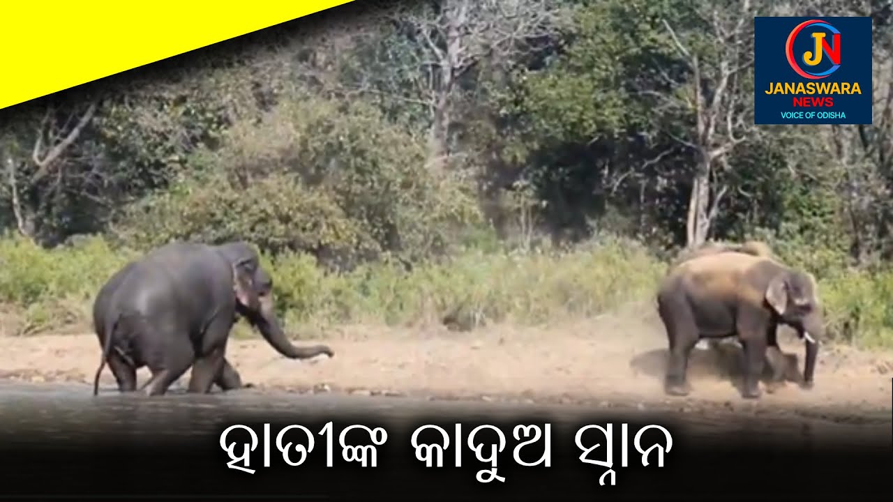 ହାତୀଙ୍କ କାଦୁଅ ସ୍ନାନ |