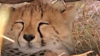 Cheetah Cubs Find Perfect Nap Spot | Little Big Cat | BBC Earth Kids