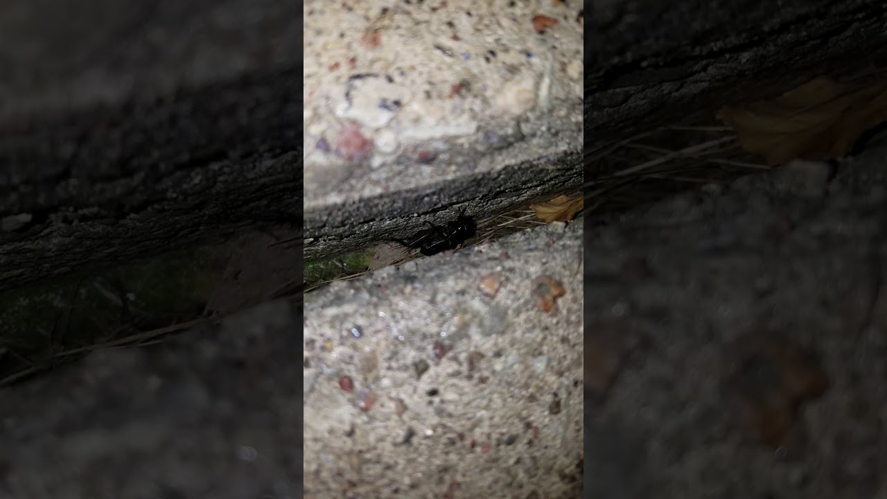 Cricket up close when chirping.